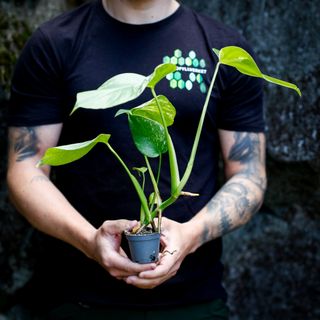 Monstera 'Variegata' nr. 10