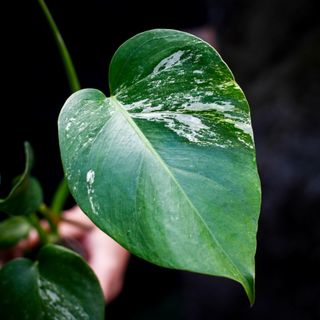 Monstera 'Variegata' nr. 10