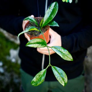 Hoya crassipetiolata 'Splash' nr. 1