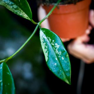 Hoya crassipetiolata 'Splash' nr. 1