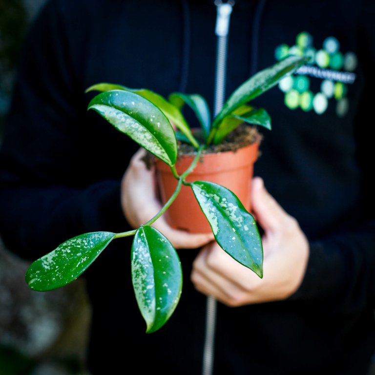 Hoya crassipetiolata 'Splash' 10,5 cm