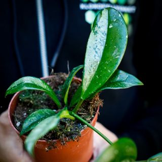 Hoya crassipetiolata 'Splash' nr. 1