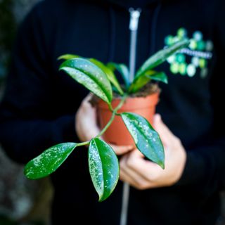 Hoya crassipetiolata 'Splash' nr. 1