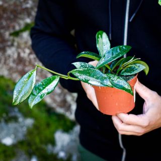 Hoya crassipetiolata 'Splash' nr. 2