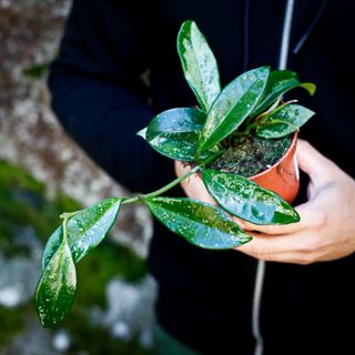 Hoya crassipetiolata 'Splash' nr. 2