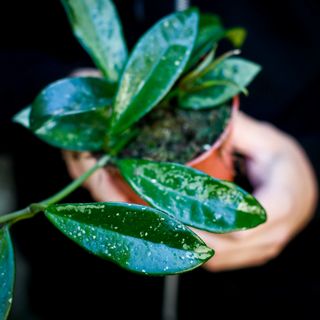 Hoya crassipetiolata 'Splash' nr. 2