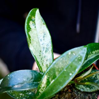 Hoya crassipetiolata 'Splash' nr. 2