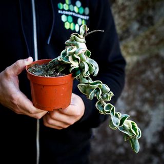Hoya carnosa 'Compacta Variegata' nr. 1