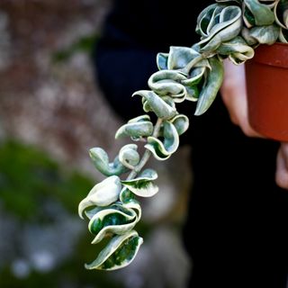 Hoya carnosa 'Compacta Variegata' nr. 1