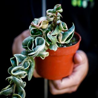 Hoya carnosa 'Compacta Variegata' nr. 1