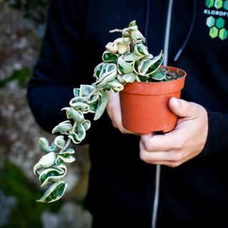 Hoya carnosa 'Compacta Variegata' nr. 1