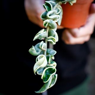 Hoya carnosa 'Compacta Variegata' nr. 1