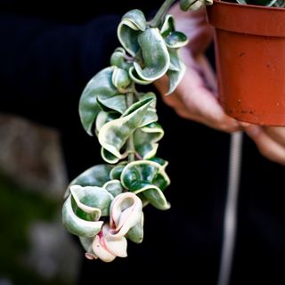 Hoya carnosa 'Compacta Variegata' 10,5 cm
