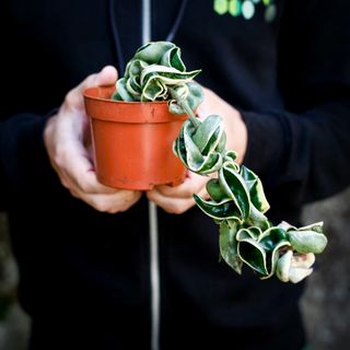 Hoya carnosa 'Compacta Variegata' 10,5 cm