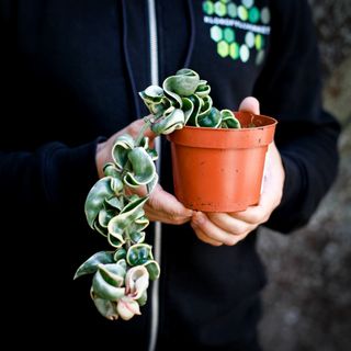 Hoya carnosa 'Compacta Variegata' 10,5 cm