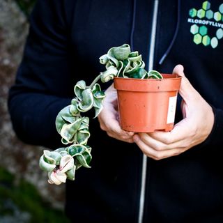 Hoya carnosa 'Compacta Variegata' 10,5 cm