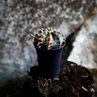 Gymnocalycium ’Variegata’ 7,5 cm NR 1