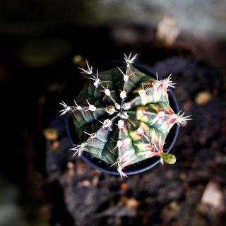 Gymnocalycium ’Variegata’ 7,5 cm NR 1