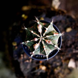 Gymnocalycium ’Variegata’ 7,5 cm NR 2