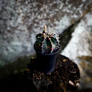 Gymnocalycium ’Variegata’ 7,5 cm NR 2