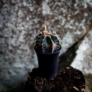 Gymnocalycium ’Variegata’ 7,5 cm NR 2