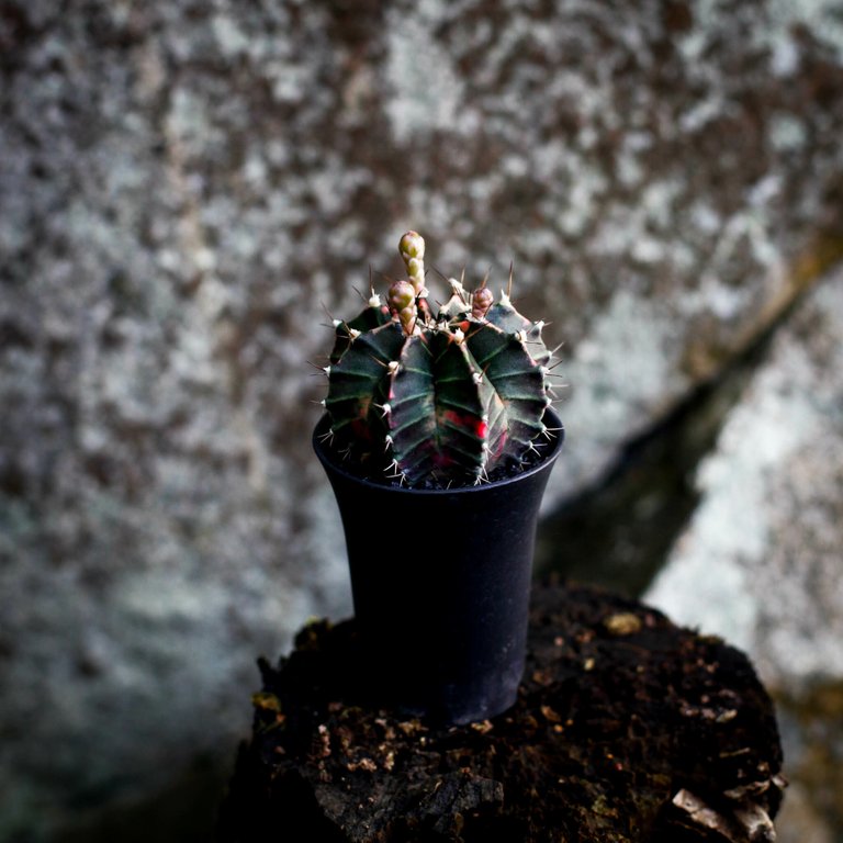 Gymnocalycium ’Variegata’ 7,5 cm NR 2