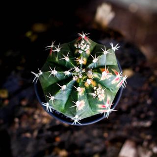 Gymnocalycium ’Variegata’ 7,5 cm NR 3