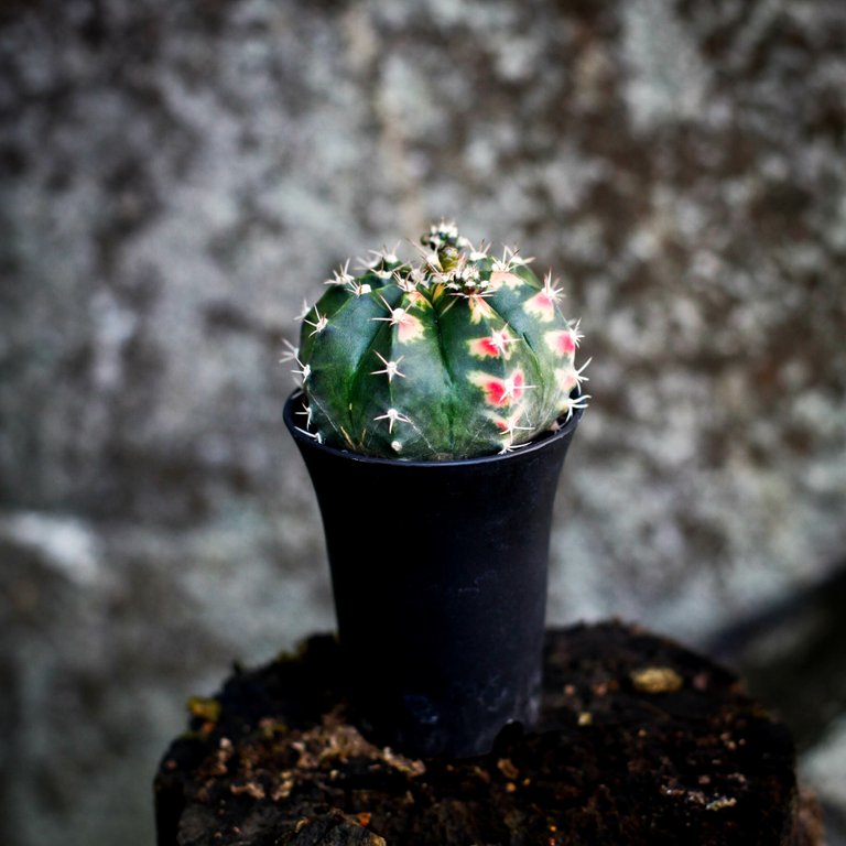 Gymnocalycium ’Variegata’ 7,5 cm