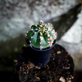 Gymnocalycium ’Variegata’ 7,5 cm NR 3