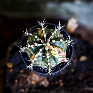Gymnocalycium ’Variegata’ 7,5 cm NR 5