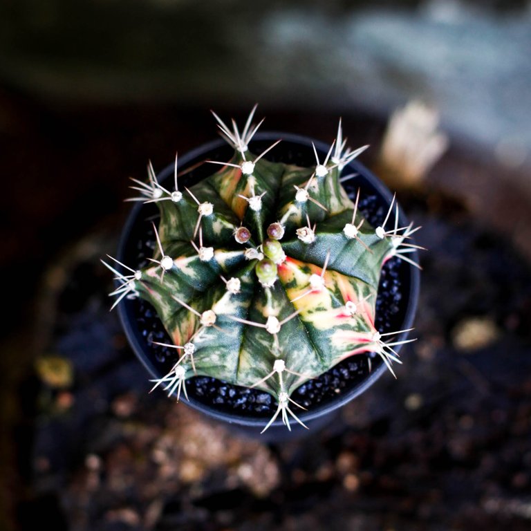 Gymnocalycium ’Variegata’ 7,5 cm NR 5