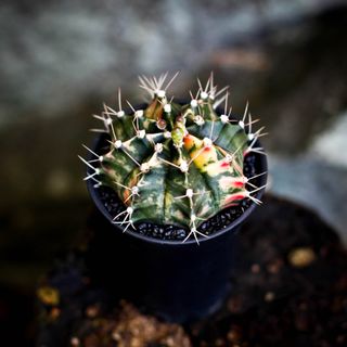 Gymnocalycium ’Variegata’ 7,5 cm NR 5