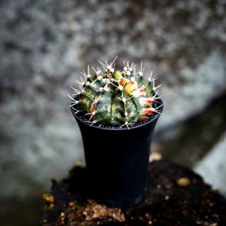Gymnocalycium ’Variegata’ 7,5 cm NR 5