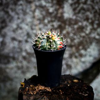 Gymnocalycium ’Variegata’ 7,5 cm NR 5