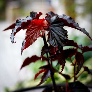 Begonia 'Arabian Sunset' 12 cm