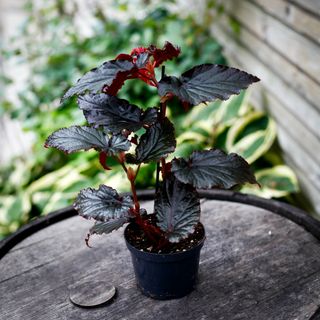 Begonia 'Arabian Sunset' 12 cm