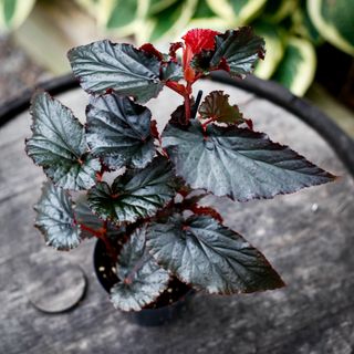 Begonia 'Arabian Sunset' 12 cm
