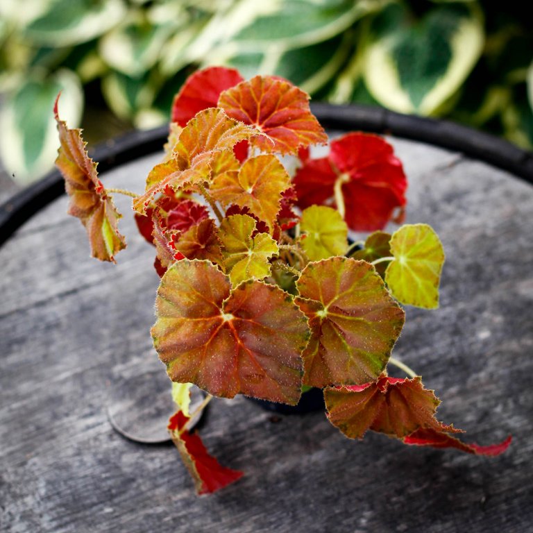 Begonia rex 'Amber Love' 12 cm KAMPANJ