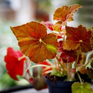 Begonia rex 'Amber Love' 12 cm