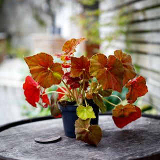 Begonia rex 'Amber Love' 12 cm