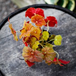 Begonia rex 'Amber Love' 12 cm