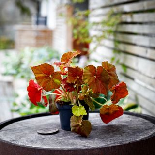 Begonia rex 'Amber Love' 12 cm