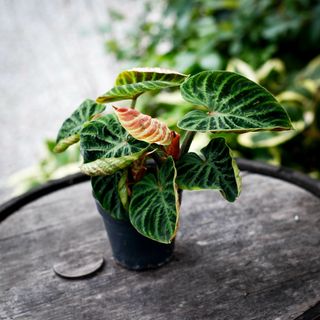 Philodendron Verrucosum 'Incensi' 12 cm