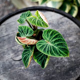 Philodendron Verrucosum 'Incensi' 12 cm