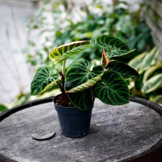 Philodendron Verrucosum 'Incensi' 12 cm