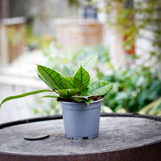 Hoya callistophylla 12 cm