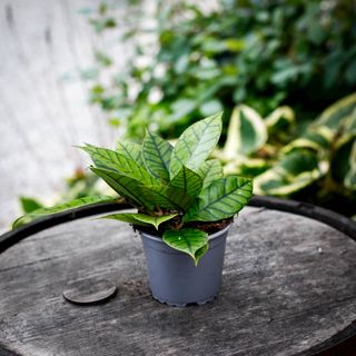 Hoya callistophylla 12 cm