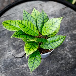 Hoya callistophylla 12 cm