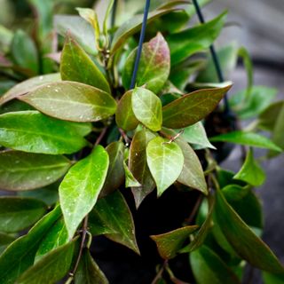 Hoya 'Sunrise' i ampel 14 cm RÄDDA MIG!