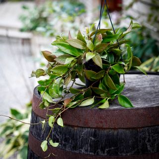 Hoya 'Sunrise' i ampel 14 cm RÄDDA MIG!